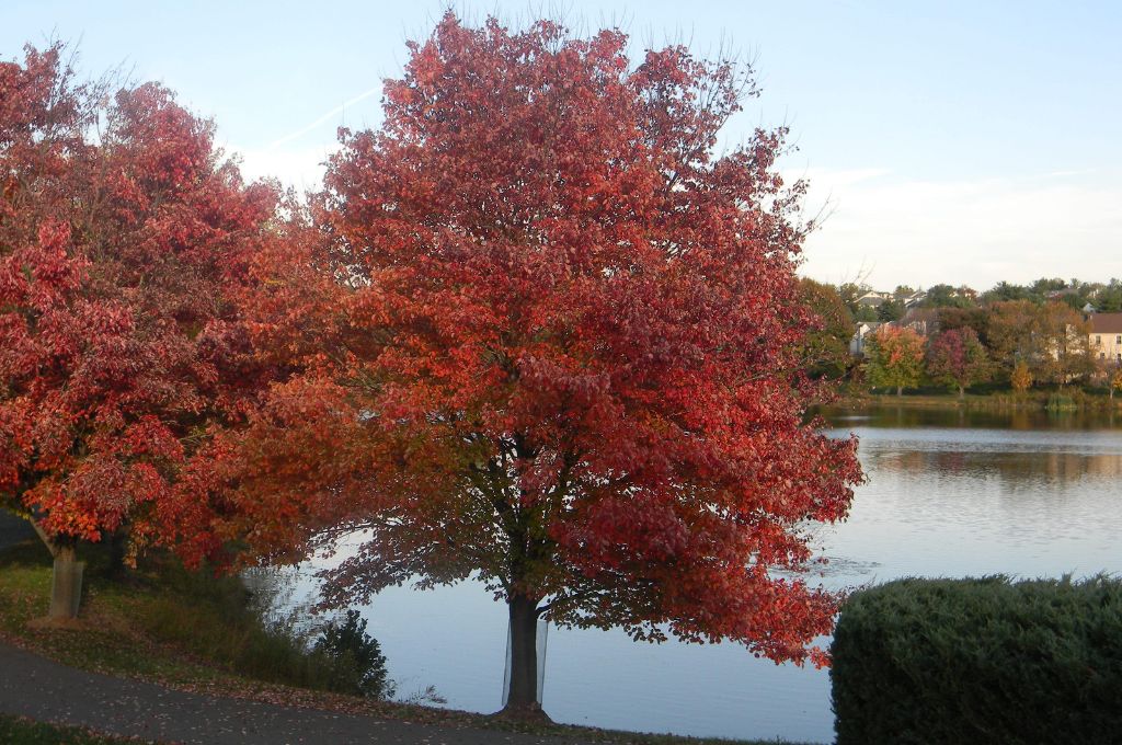 red maple tree near pond