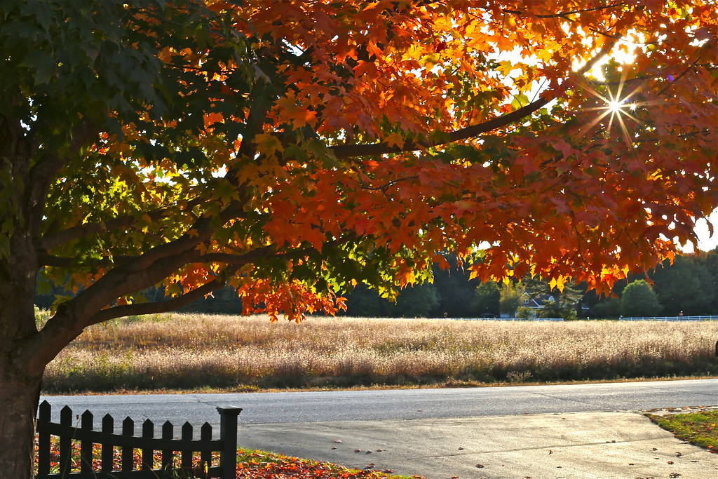 autumn blaze maple tree