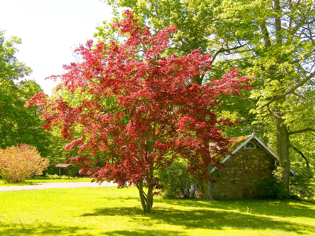 japanese maple tree