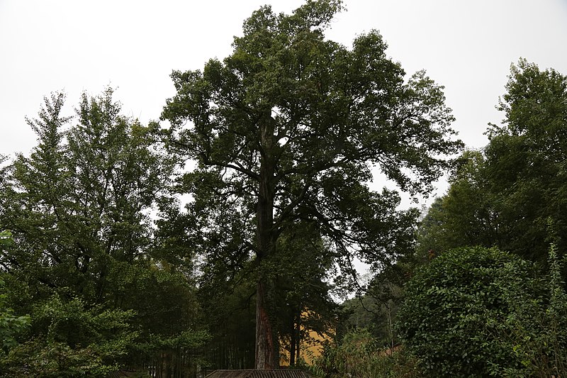 a one thousand year old maple tree in temple