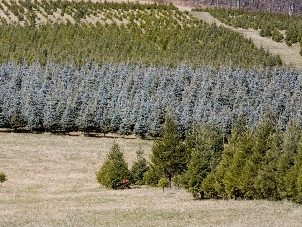  Types Of Christmas Trees: Christmas tree species