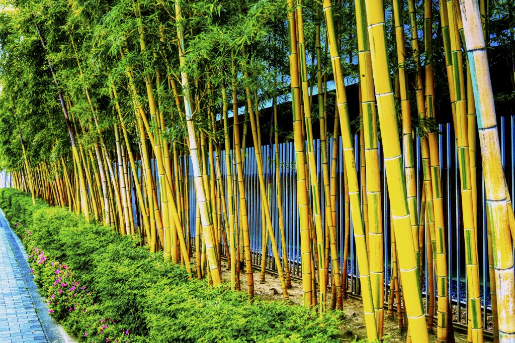 bamboo garden landscape - bamboo garden design