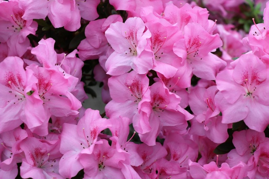 azalea shrub with pink flowers