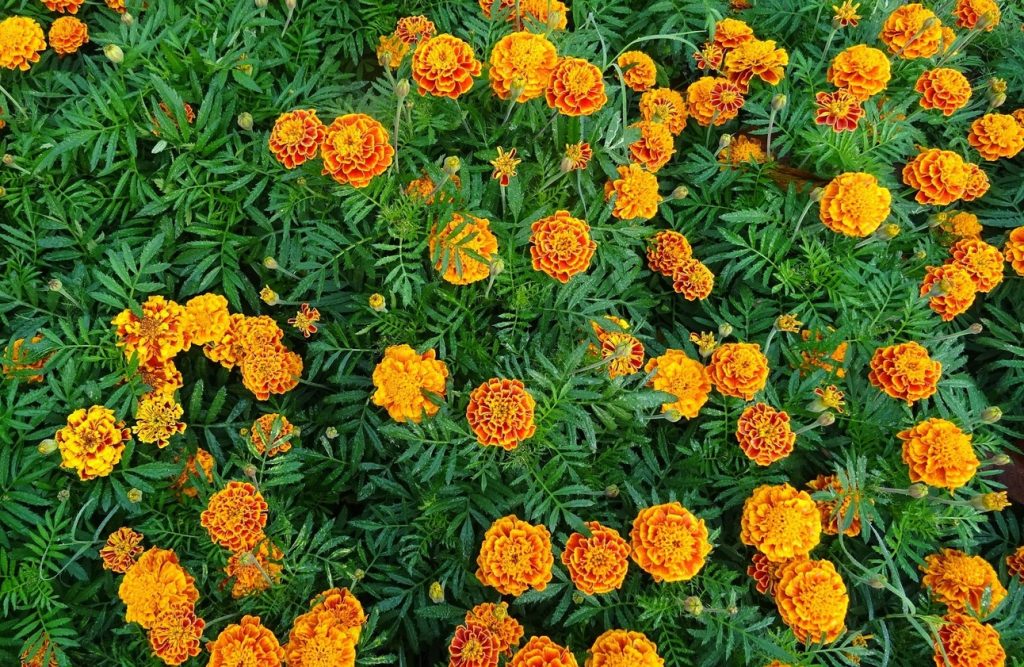 marigolds and french marigolds
