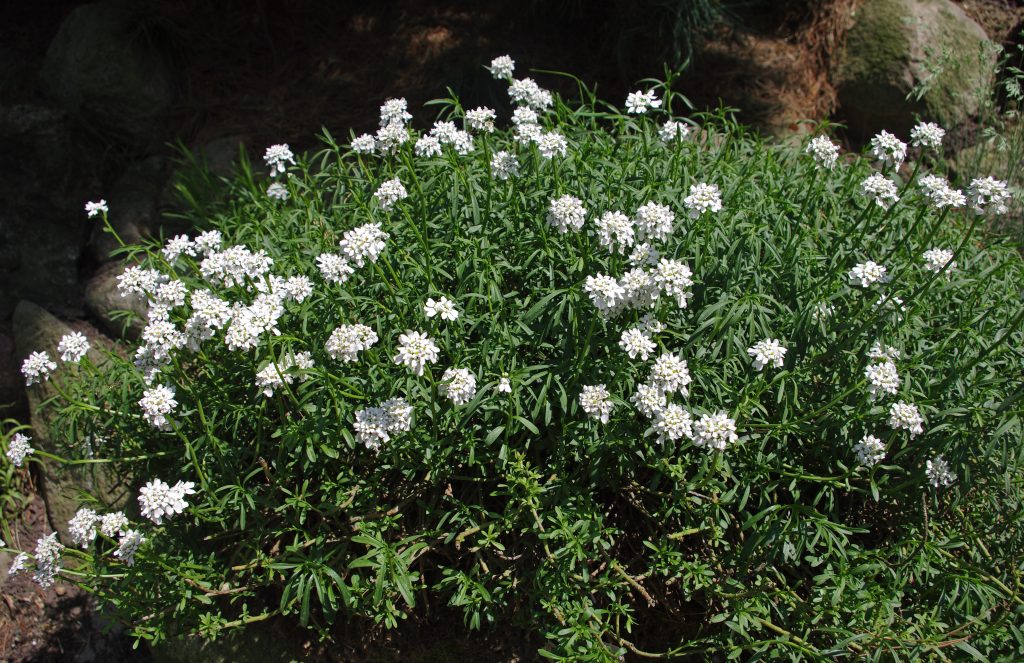 Candytuft ground cover