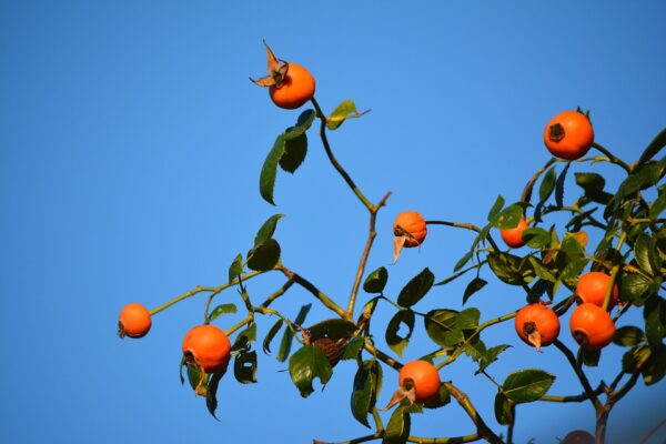 Japanese Persimmon Tree