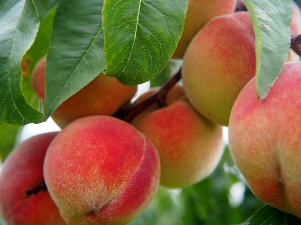 La Feliciana Peach – LA Landscape Supply