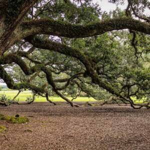 Live Oak