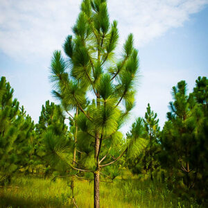 Longleaf Pine Tree