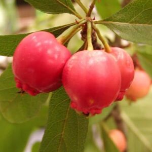 Mayhaw Fruit Tree