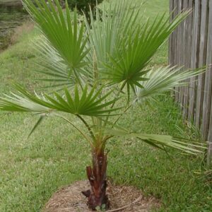 Mexican Fan Palm