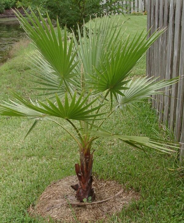 Mexican Fan Palm