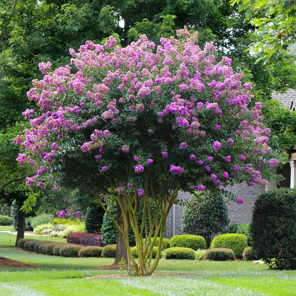 muskogee-crepe-myrtle-la-landscape-supply