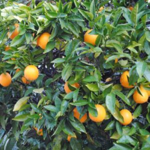 Navel Orange Tree - fruit trees