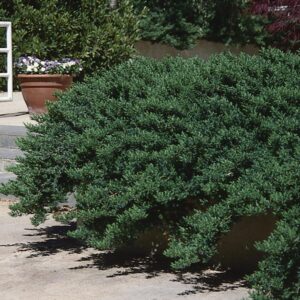 Pacific Blue Juniper