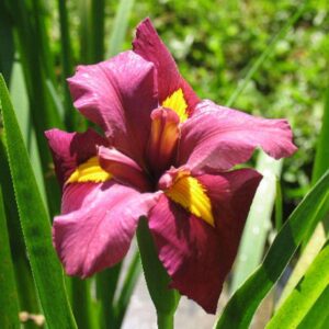 Red Louisiana Iris