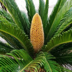 Sago Palm Treet