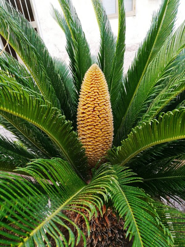 Sago Palm Treet