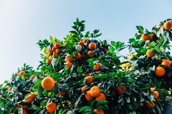 Satsuma Tree