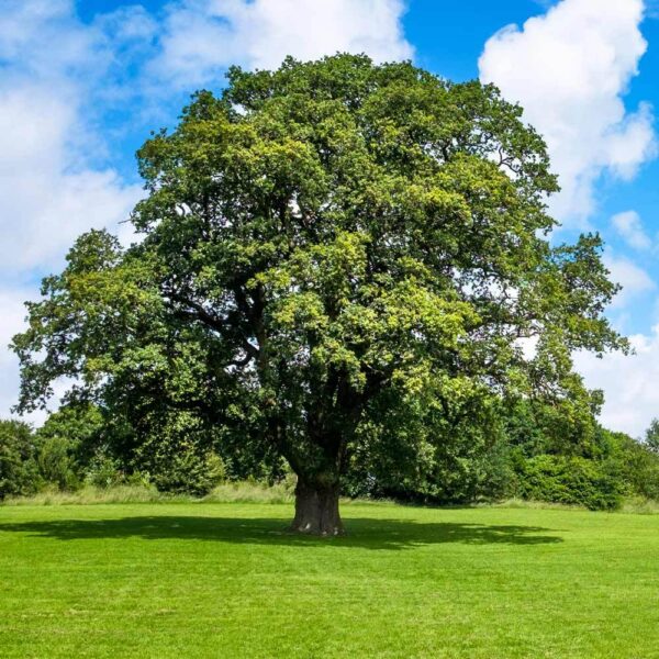 Shumard Oak Tree