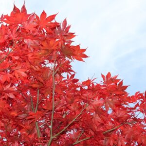 Summer Red Maple