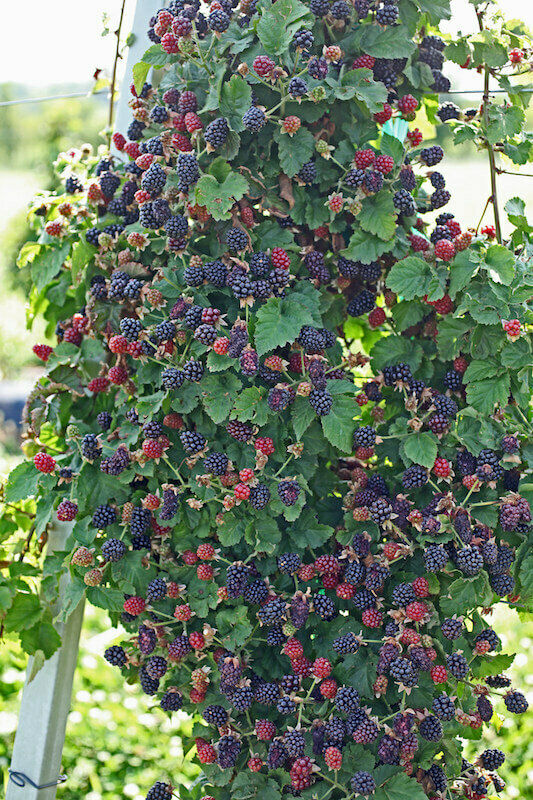 How Far Apart Do You Plant Thornless Blackberry Bushes