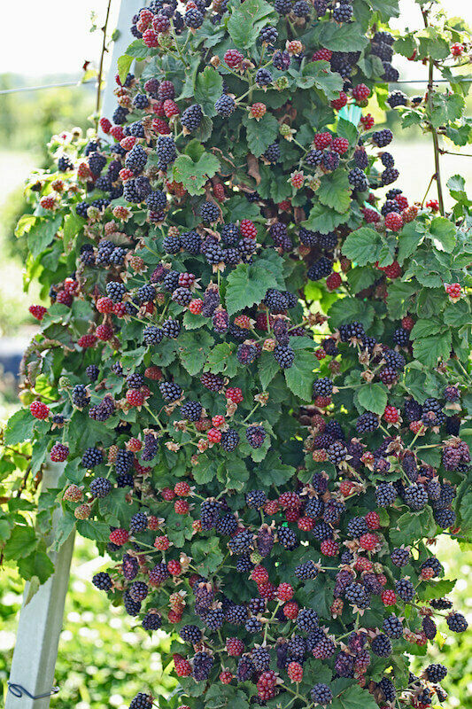 How To Plant Blackberries Plant Ideas