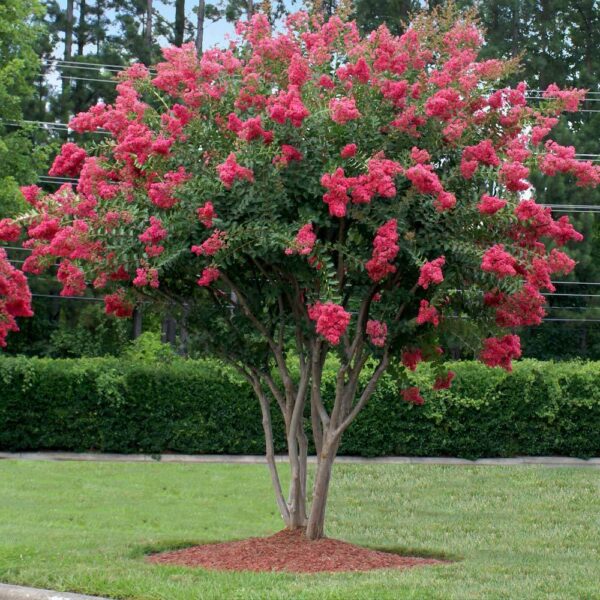 Tuscarora Crepe Myrtle