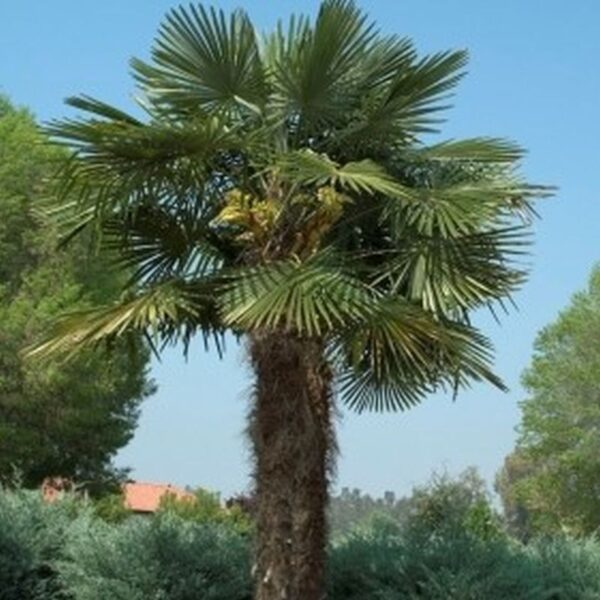 Windmill Palm