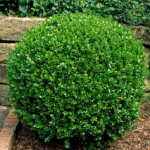 Wintergreen Boxwood