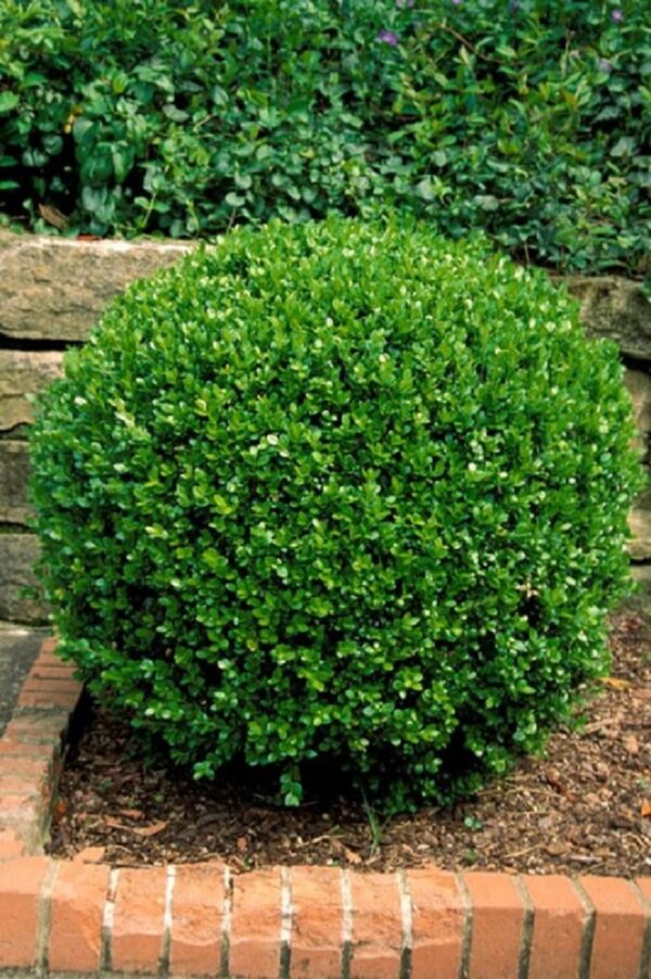 Wintergreen Boxwood