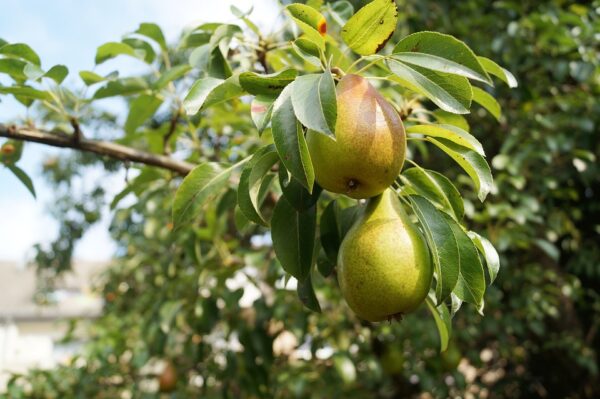 Ayers Pear Tree