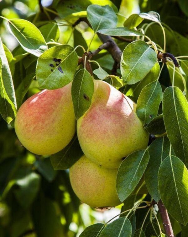 Ayers Pear Tree