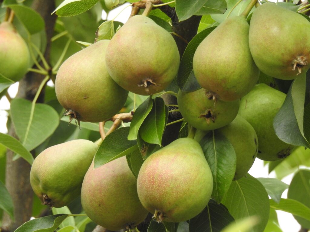 Bartlett Pear Tree