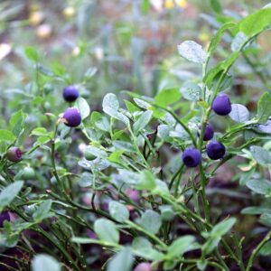 Rabbiteye Blueberry Bush