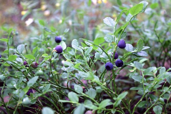 Rabbiteye Blueberry Bush