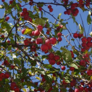 Crabapple Tree