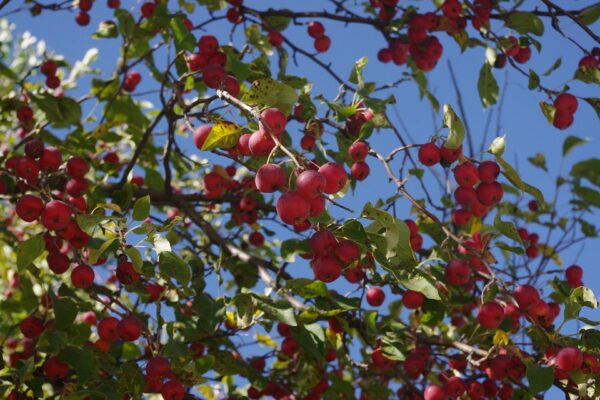 Crabapple Tree