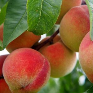 Flordaking Peach Tree