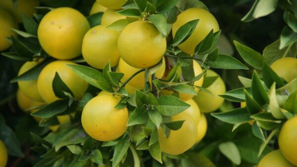 Ruby Red Grapefruit Tree