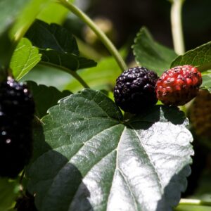 Mulberry Tree