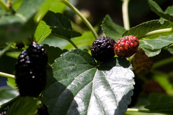 Mulberry Tree