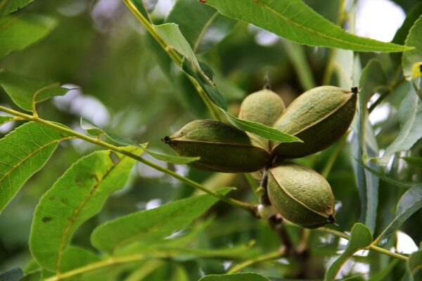 Sumner Pecan Tree