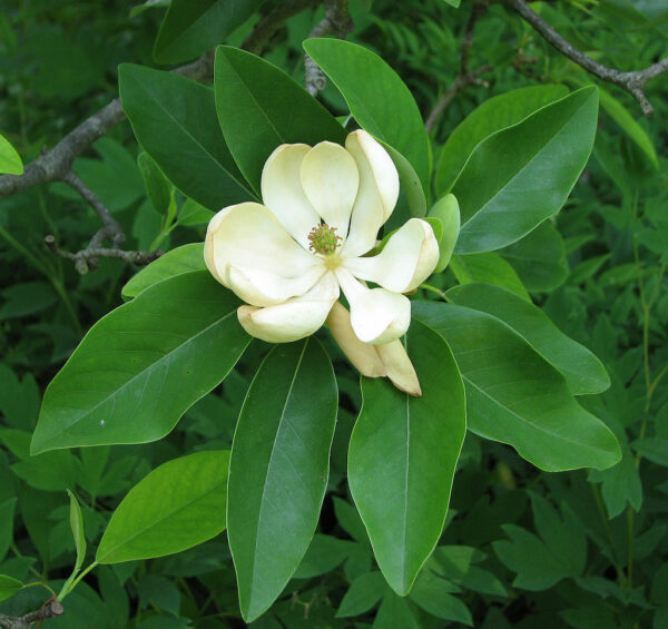 Sweetbay Magnolia