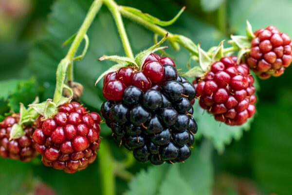 Thornless Blackberries