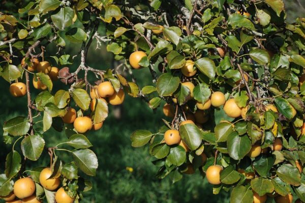 Yellow Delicious Apple Tree