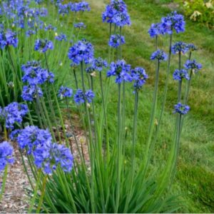 Blue Yonder Lily
