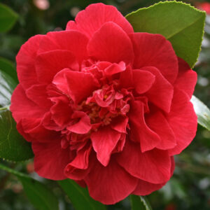 Camellia Hybrid Laura Walker