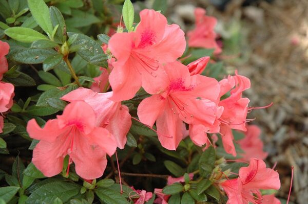 Encore Autumn Coral Azalea