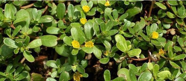 Portulaca Oleracea